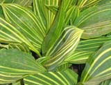Convallaria albosticata